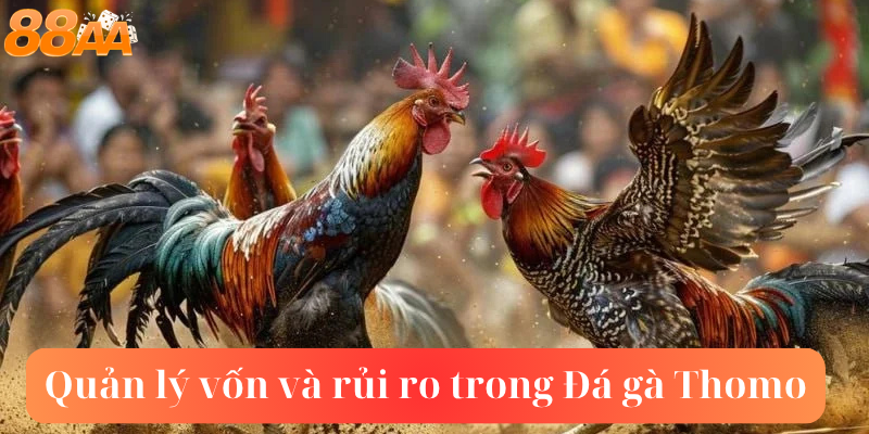 Quản lý vốn và rủi ro trong Đá gà Thomo